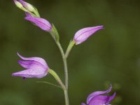 0010 (rotes Waldvögelein)